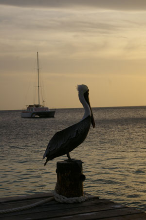 pelican08112010