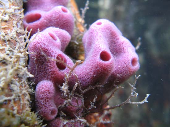 pinkmangrove