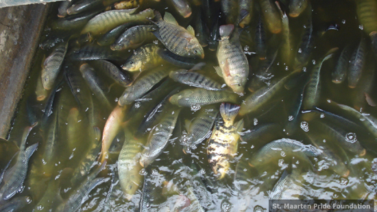 saltpndfish11112009