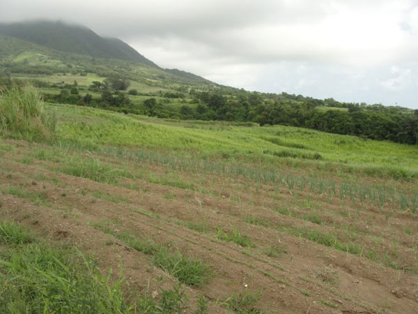 sugarcanestkitts09112010