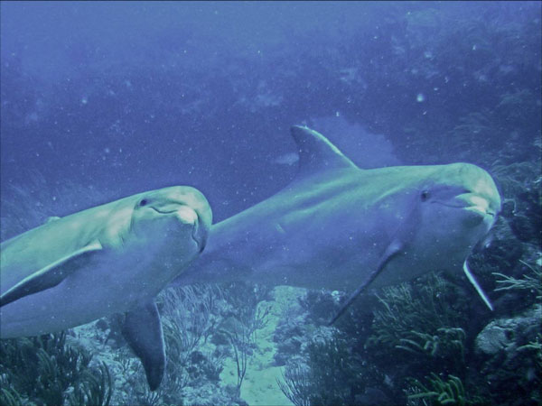 sxmbottlenosedolphins02022011
